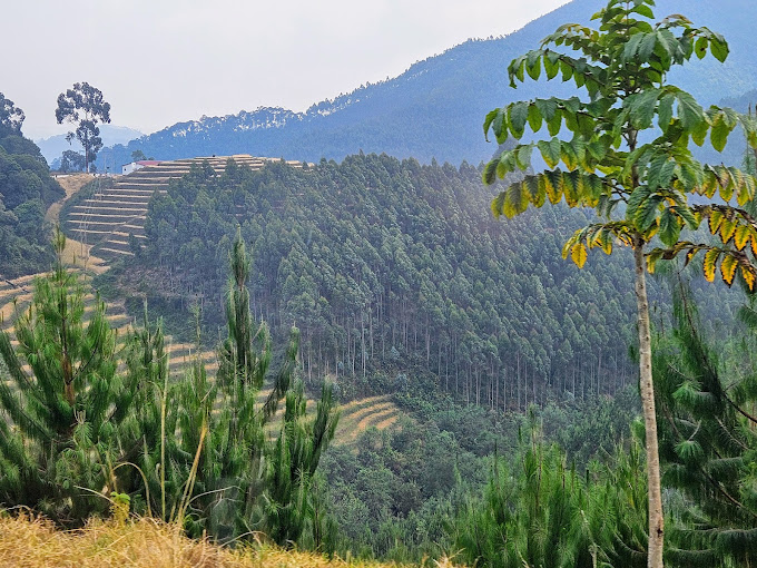 Nyungwe Forest National Park - Chimpanzee Trek